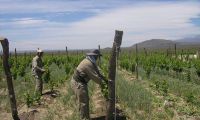 GRAPE HARVEST