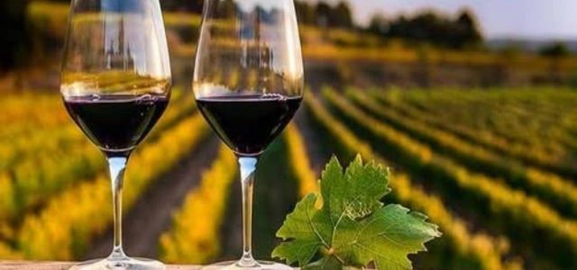 Bodegas y viñedos
