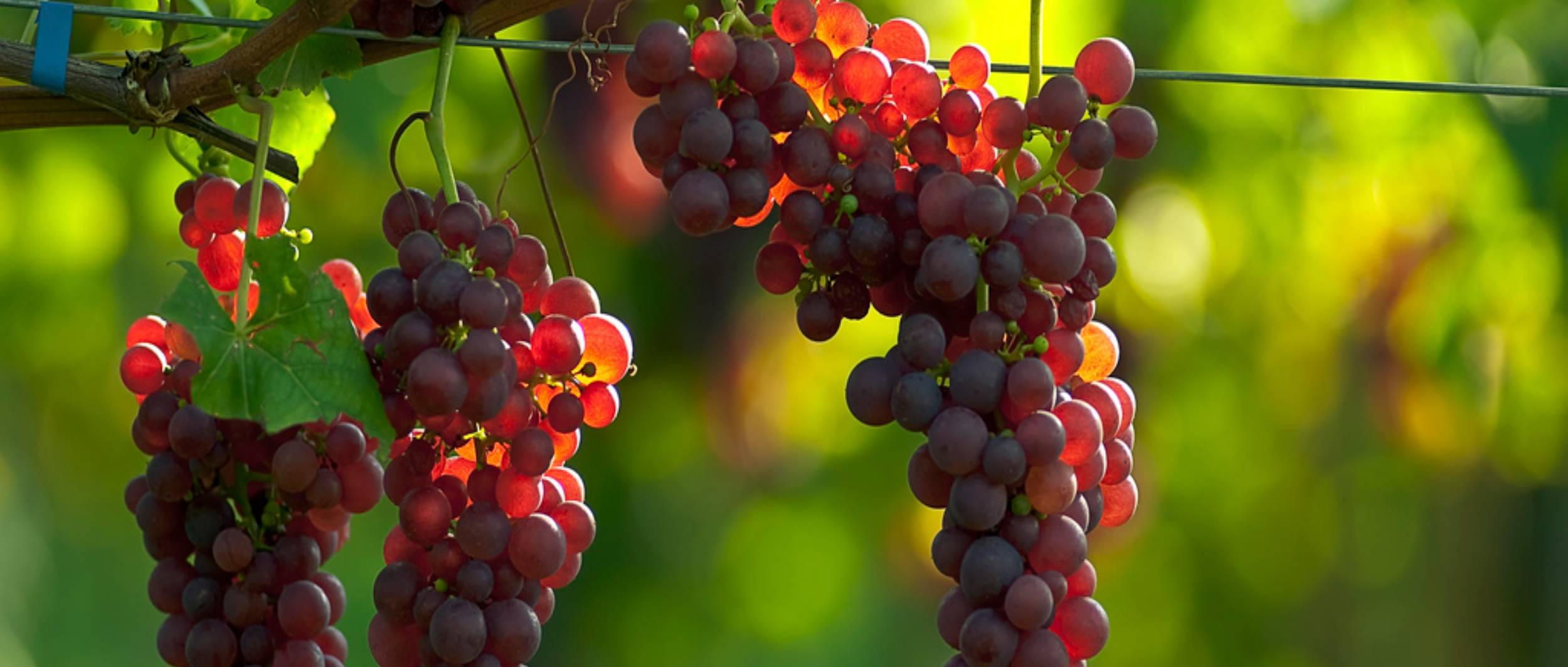 Cepas Turismo en Mendoza